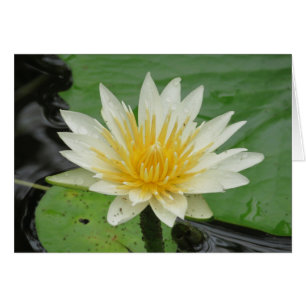 Agua Lilly