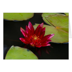 Agua rosa magenta Lotus