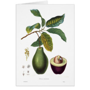 Aguacate (Persea americana)