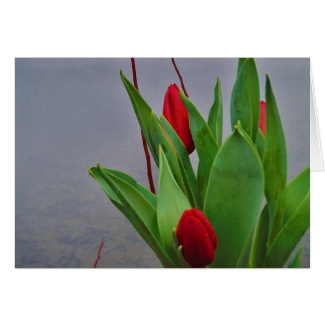 Aguas de Arrowhead del Lago Azul de Tulipanes Rojo (Anverso (Horizontal))