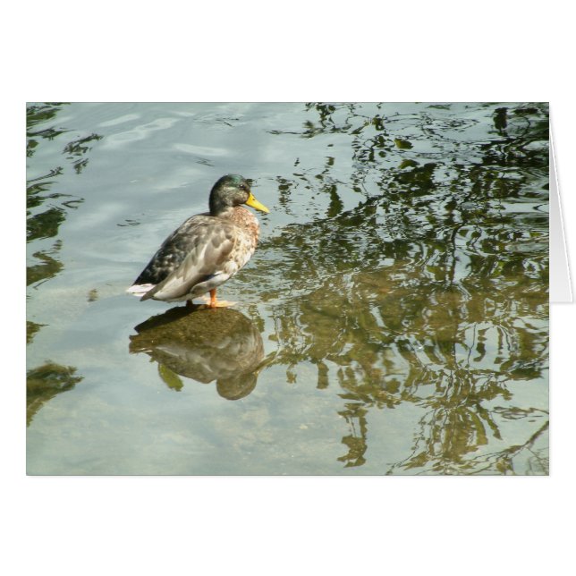 Aguas tranquilas | (Anverso (Horizontal))