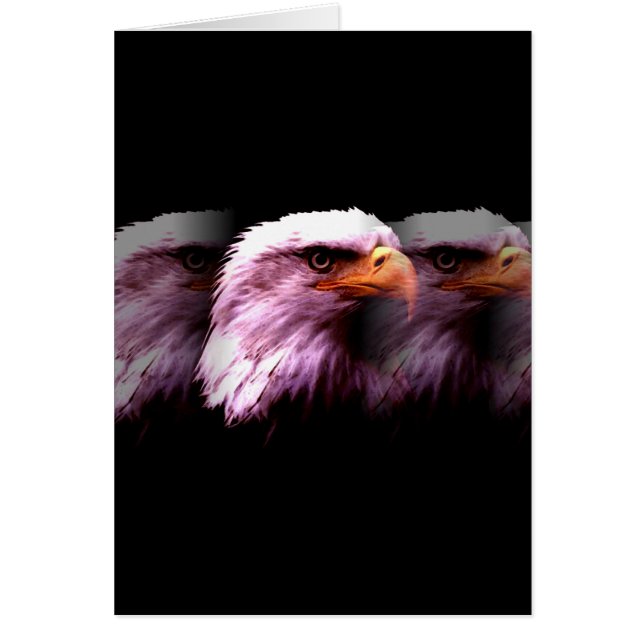 Águila americana calva (Frente)