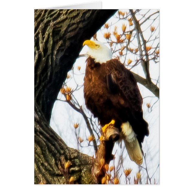 Águila Apta Para Vuelo (Frente)