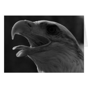 Águila blanca y negra