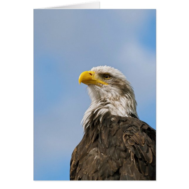 Águila calva (Frente)