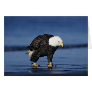 Águila calva