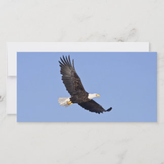 Águila calva americana