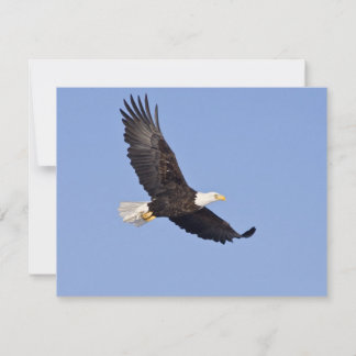 Águila calva americana