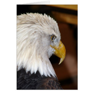 Águila calva americana