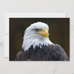 Águila calva americana