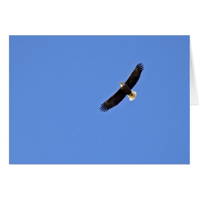Águila calva americana (Anverso (Horizontal))