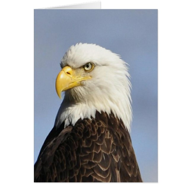 Águila calva americana (Frente)