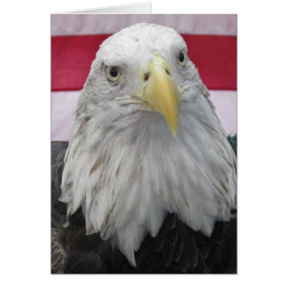 Águila calva americana