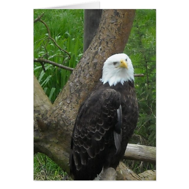 Águila calva asombrosa (Frente)
