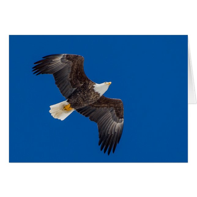 Águila Calva En Cielo Azul (Anverso (Horizontal))