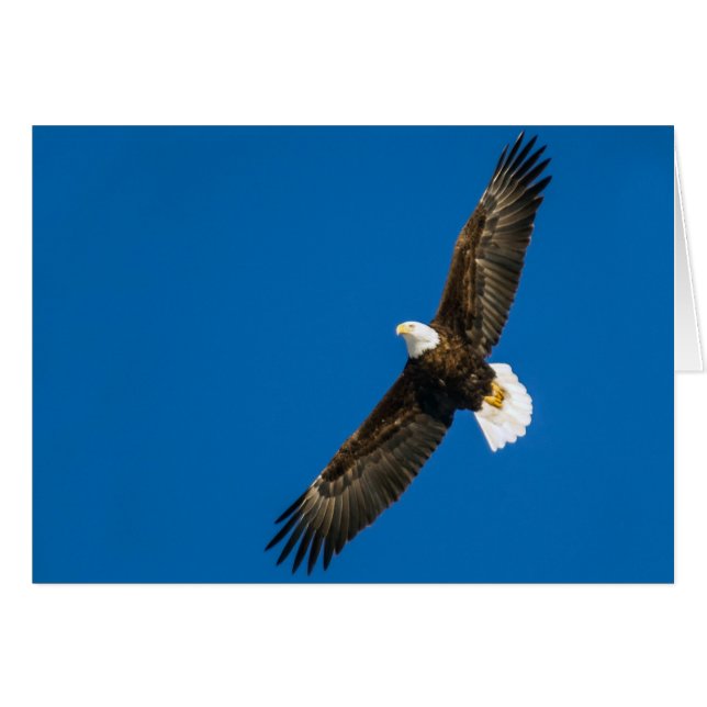 Águila calva en cielo azul transparente (Anverso (Horizontal))