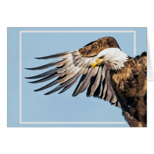 Águila calva en el ala