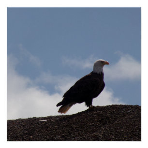 Águila Calva en Terreno Alto Póster Brillante