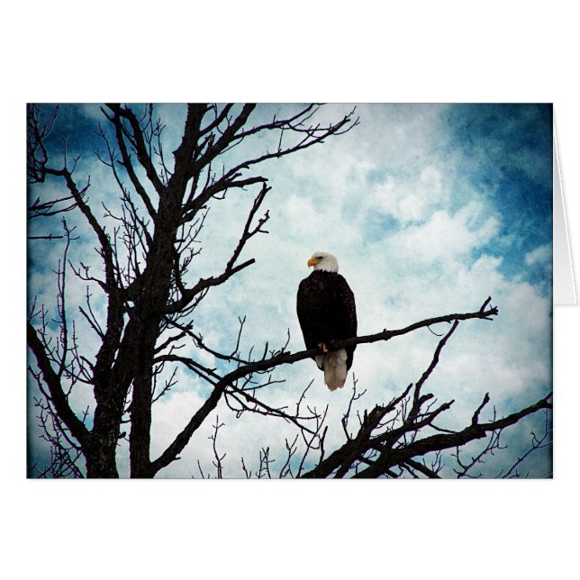 Águila calva en un árbol con cielo azul en todas l (Anverso (Horizontal))