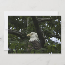 Águila calva en un árbol - Tarjeta de saludo plana