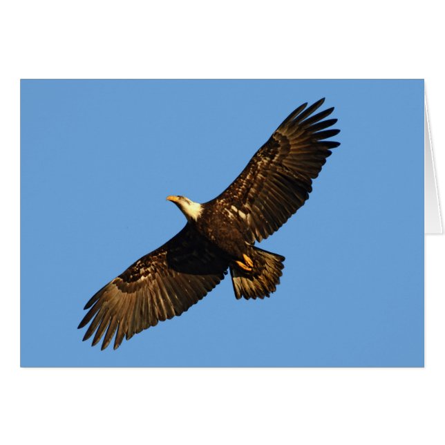 Águila Calva en Vuelo 2 (Anverso (Horizontal))