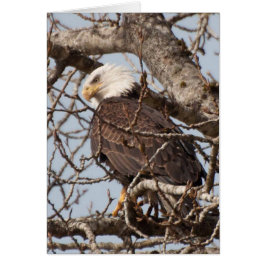 Águila calva encarcada en un árbol