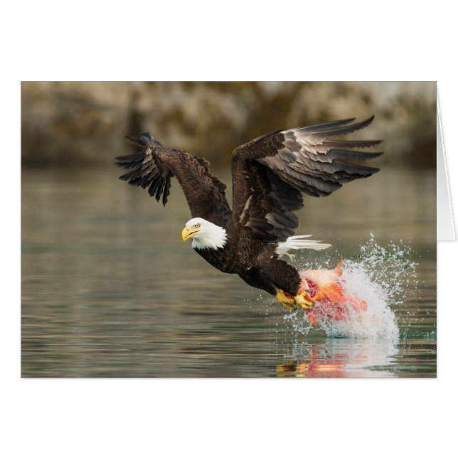 Águila calva explosiva (Anverso (Horizontal))