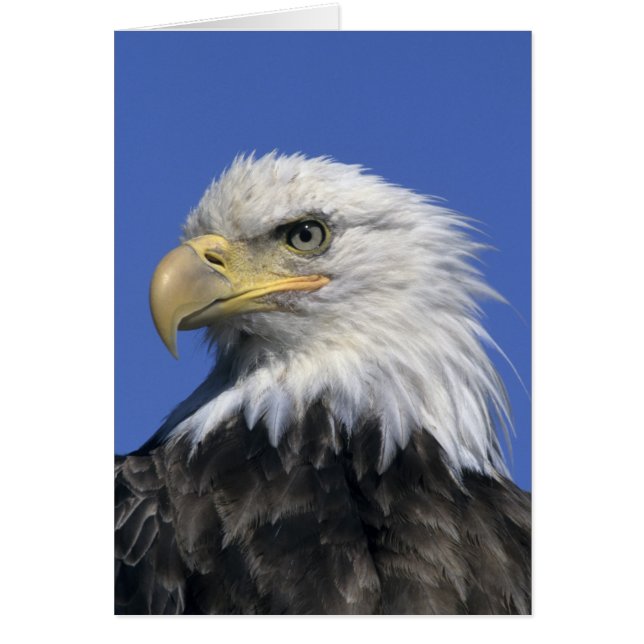 Águila calva, (Haliaeetus leucocephalus), salvaje, (Frente)
