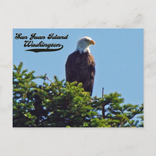 Águila calva, isla San Juan, postal de Washington