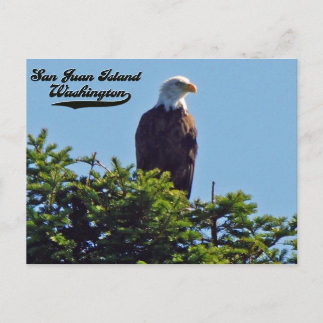 Águila calva, isla San Juan, postal de Washington (Anverso)