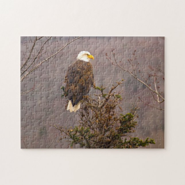 Águila Calva Nueva Escocia Canadá. Rompecabezas (Horizontal)