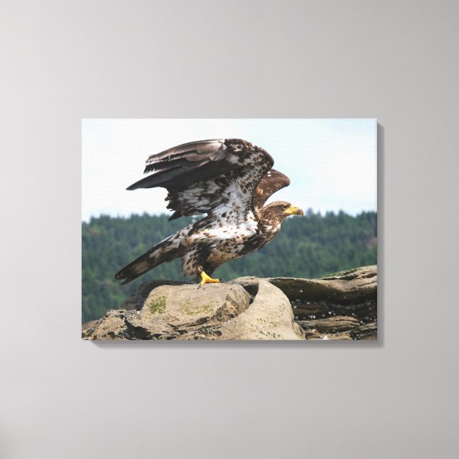 Águila Calva Preparada Para Lienzo Envuelto En El  (Anverso)