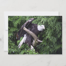 Águila Calva Rodeada De Tarjeta De Saludo Verde -