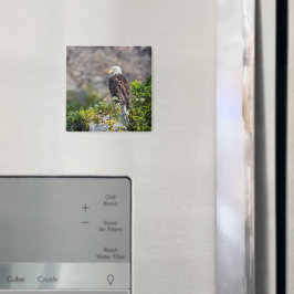 Águila calva sentada en el imán de rock