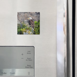 Águila calva sentada en el imán de rock