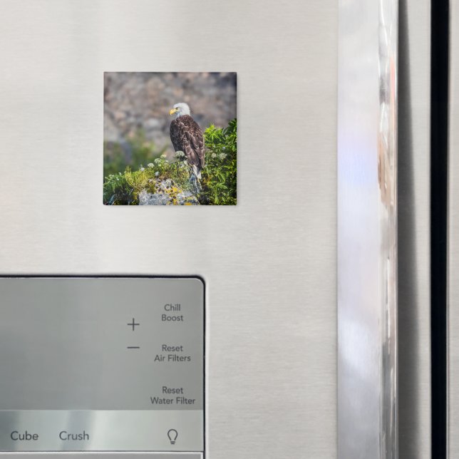 Águila calva sentada en el imán de rock (In situ (nevera))