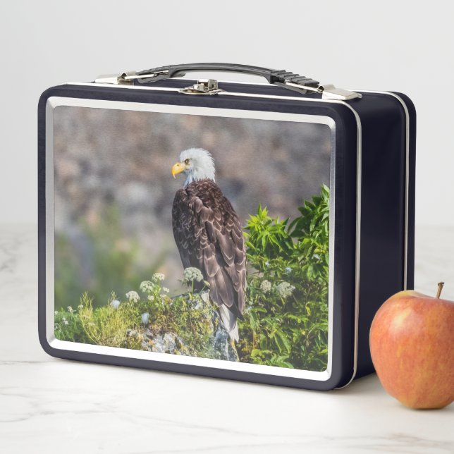 Águila calva sentada en la roca (In situ)