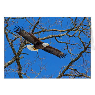 Águila calva sobre azul