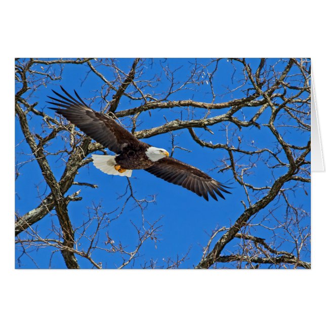 Águila calva sobre azul (Anverso (Horizontal))