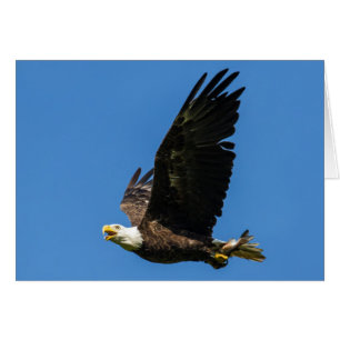 Águila calva, vamos a comer