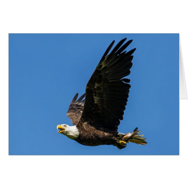 Águila calva, vamos a comer (Anverso (Horizontal))
