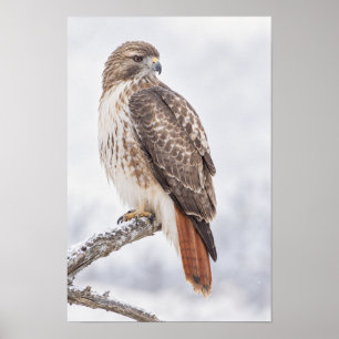 Aguila de Cola Roja Posada en Rama Arte de Pared d