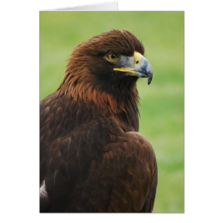 águila dorada