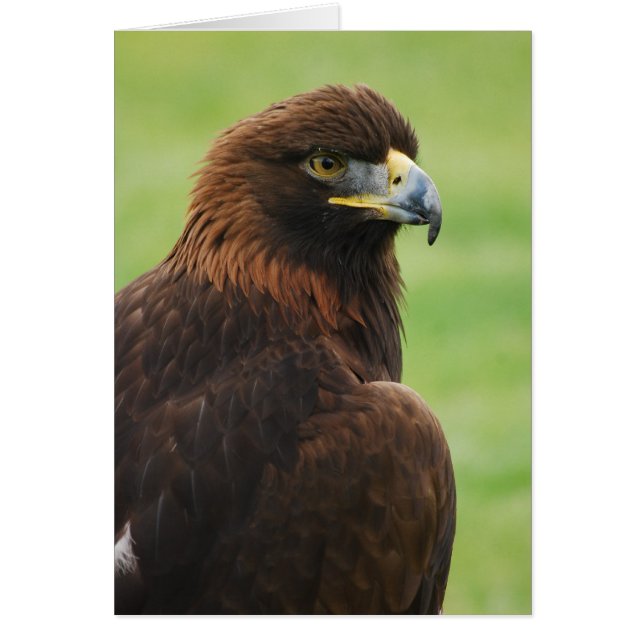 águila dorada (Frente)