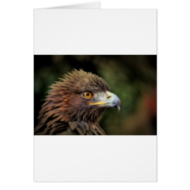 águila dorada (Frente)