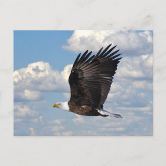 Águila en la postal del cielo