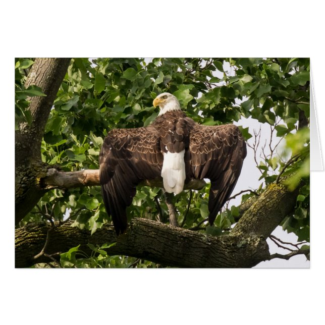 Águila extendida (Anverso (Horizontal))