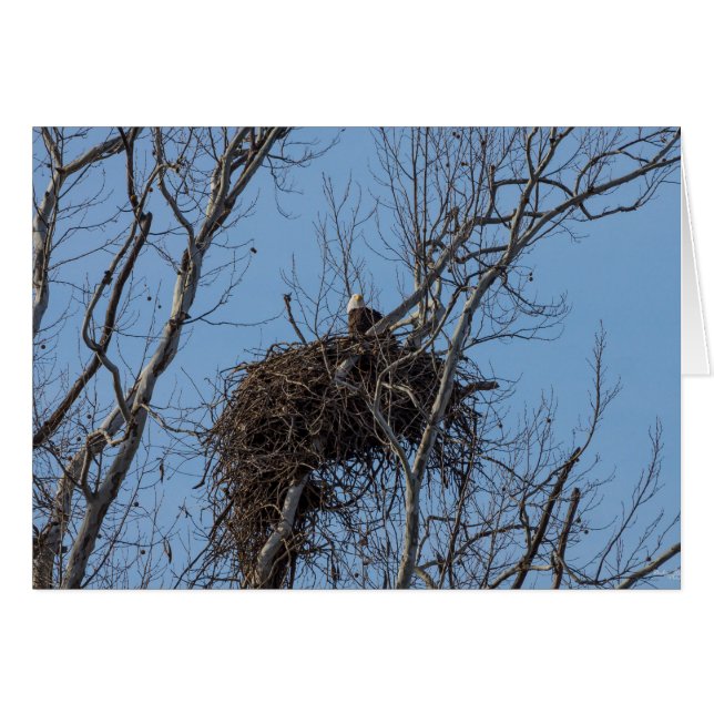 Águila guardiana (Anverso (Horizontal))