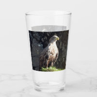 Águila Majestuosa de Cola Blanca Acantilado Agrest