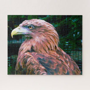 Águila Real Ave de Presa. Rompecabezas